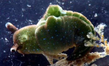 Elysia viridis